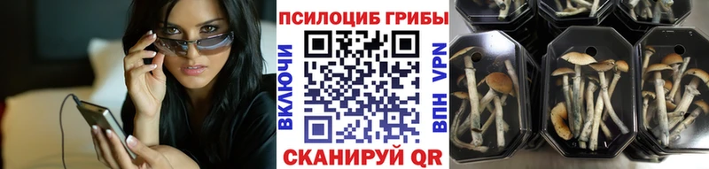 darknet наркотические препараты  Ефремов  Псилоцибиновые грибы Cubensis 